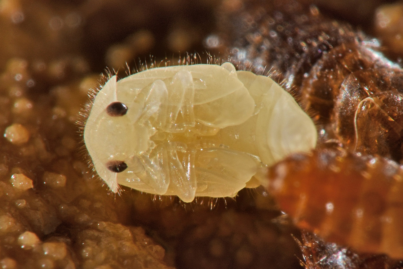 Scirtidae: Hydrocyphon sp. opp. Cyphon sp. con exuvie